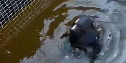 Тюлень Крошик в компании лучших друзей поплыл на Ладожское озеро