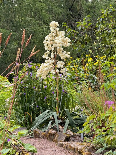 В Ботаническом саду Петербурга зацвела юкка нитчатая 6 августа 2025