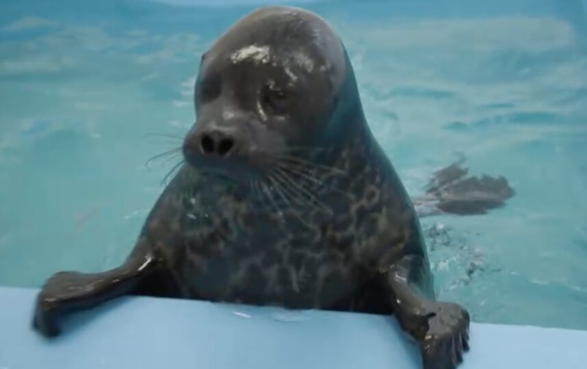 Фонд друзей балтийской нерпы стал одним из девяти петербургских лауреатов первого конкурса Президентского фонда природы