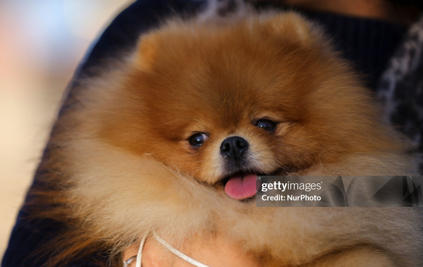 Ты не ты, когда кто-то съел твой завтрак: в Канаде померанский шпиц выгнал забредшего в дом медведя