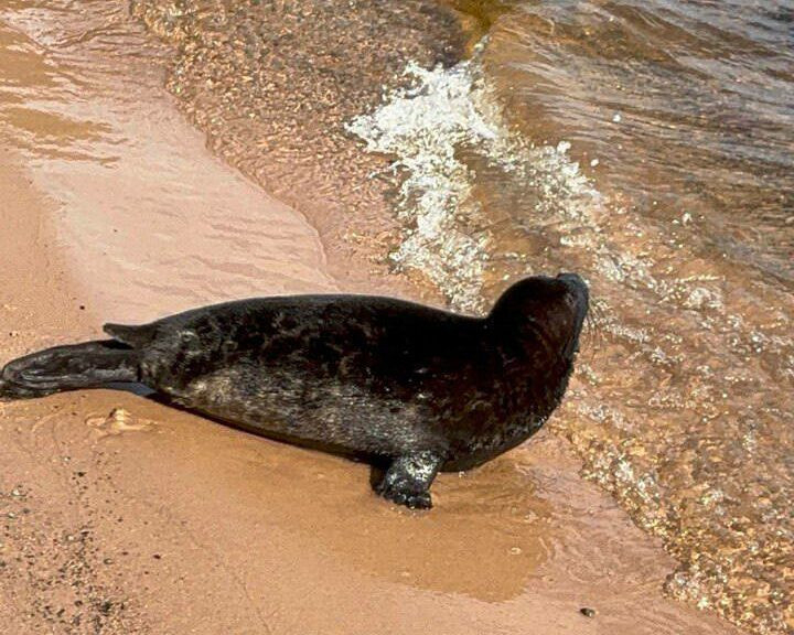 Во время финального выпуска сезона 2025 нерпочка вернулась в Ладожское озеро