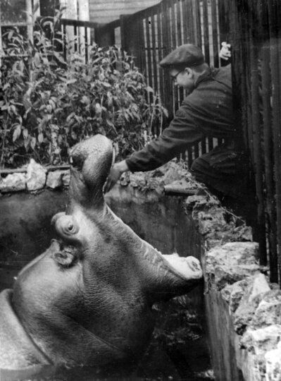 ������ 1950-�. ���� ����� ����� ���� �������� �����