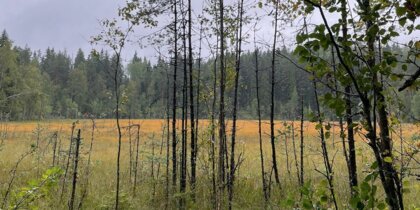 �������� ������-����, ��� ������� �����������: ��� ������ �������� � ������ �� ��������