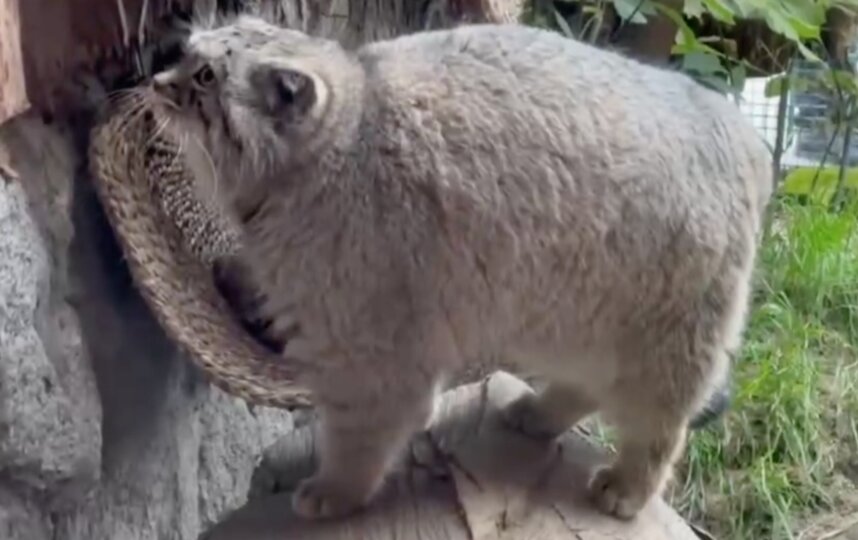 В Ленинградском зоопарке успешно проходит зажировка у манула Шу