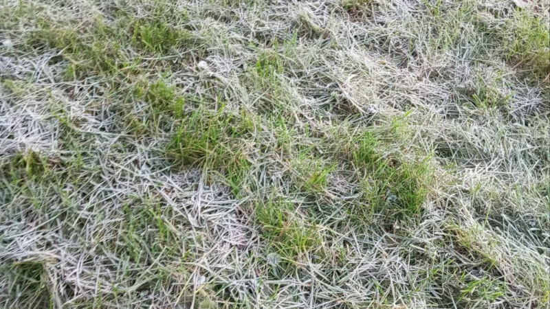 На траве появился иней: Петербург накрыли заморозки