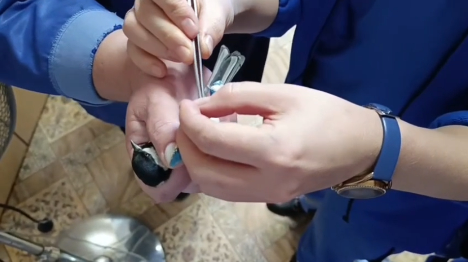 В Ленобласти фельдшеры спасли синицу, которая запуталась в стекловате 19 октября 2025