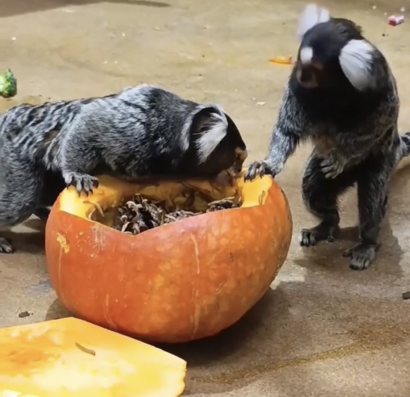 Игрушки и угощения в одной тыкве