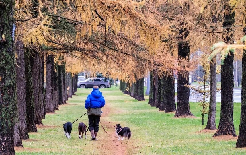 Синоптик Колесов рассказал о температурных достижениях первой декады ноября в Петербурге