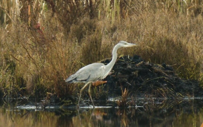 Аномально теплая погода задержала серых цапель в Сестрорецке