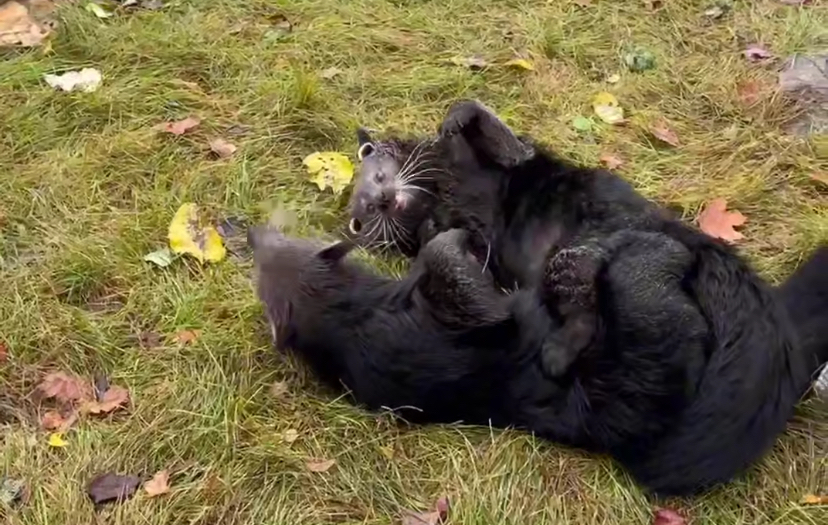 В Ленинградском зоопарке показали уникальные кадры с бинтуронгами