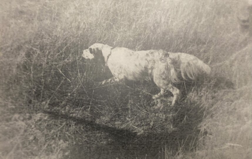 В нашей квартире собаки и кот: Как жили питомцы Сергея Кирова и других ленинградцев в 1920-е годы