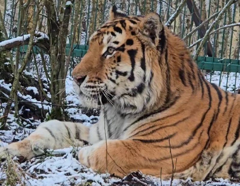 Росприроднадзор дал добро: животные в петербургском хосписе Дом тигра в надежных руках