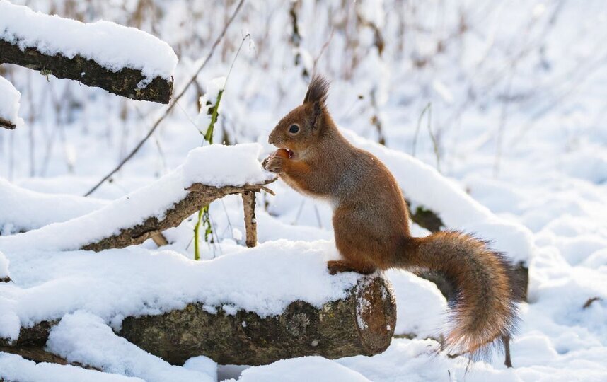 В Петербург пришло потепление 20 ноября