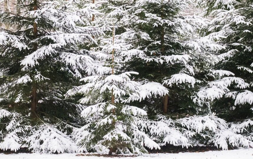 На следующей неделе в Петербурге ожидается еще больше снега
