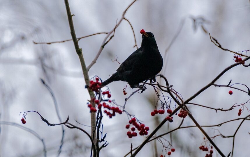 Воскресенье в Петербурге будет ветреным, пройдут дождь и мокрый снег 23 ноября 2025