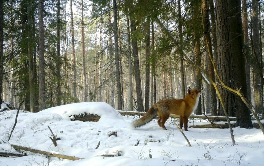 Биолог объяснил нашествие лис в Петербурге