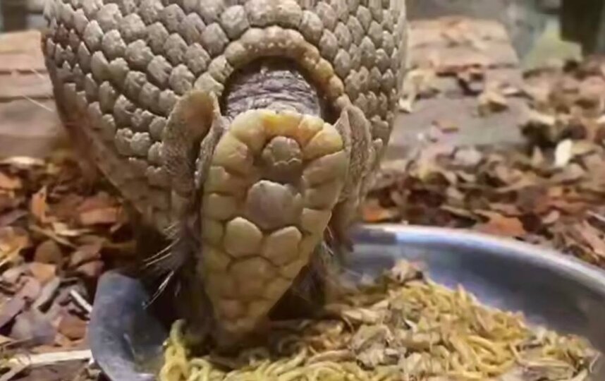 Броненосец Шарик вернулся в Ленинградский зоопарк после неудачного свидания