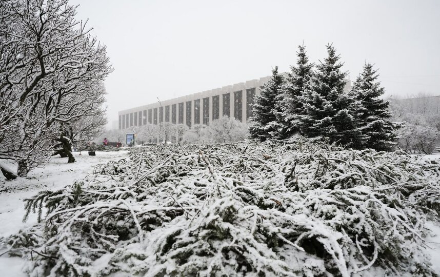 2,6 тыс. кустов роз укрыли лапником на площади Победы в Петербурге 25 ноября 2025