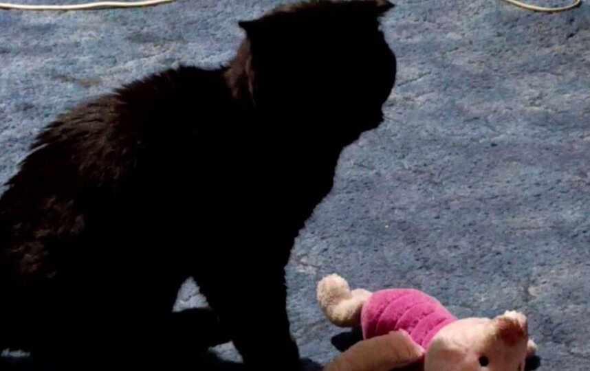 Говорящий кот из Москвы любит жаловаться на жизнь игрушечному поросенку