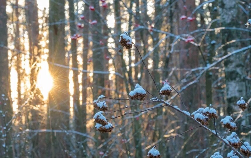 Антициклон порадует петербуржцев солнцем 26 ноября 2025