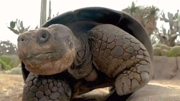 В США умерла пережившая две мировые войны 141-летняя черепаха
