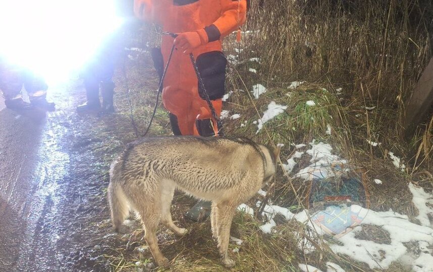 В Ленобласти спасли собаку, которая выбежала на тонкий лёд водоёма 2 декабря 2025
