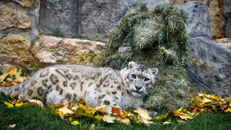 В Красноярском крае зарегистрировали рекорд по рождению котят ирбисов