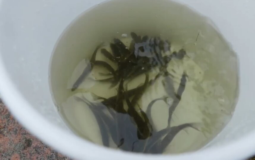 Почти 50 тыс. ценных рыб выпустили в водоёмы Петербурга за девять лет 3 декабря 2025