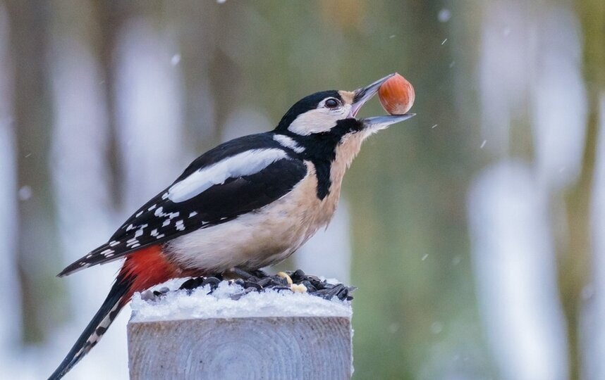 Мокрый снег и дождь пройдут в Петербурге 4 декабря 2025
