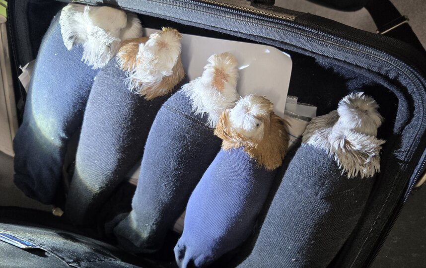 Голубей, спрятанных в носках, хотели ввезти в Россию из Латвии 4 декабря 2025