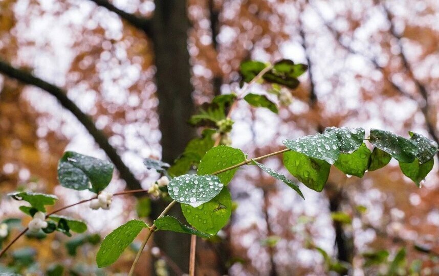 Ноябрь 2025 года стал третьим самым теплым в истории наблюдений