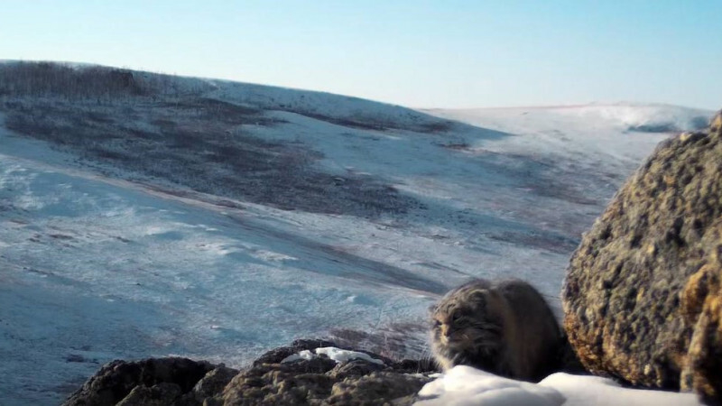 Ленинградский и Московский зоопарки сняли документальный фильм о манулах