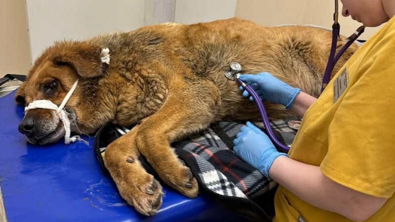 Под Петербургом выхаживают пса с огнестрельными ранениями