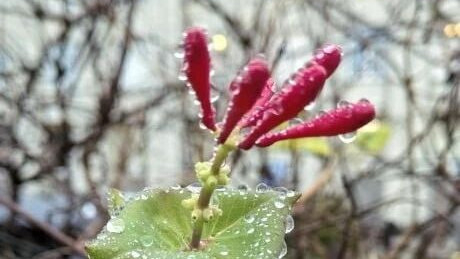 В Петербурге дала цветки жимолость каприфоль  аномальное явление зимой случилось на Пражской улице