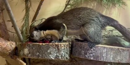 � ������������� �������� ���������� ���������� �����