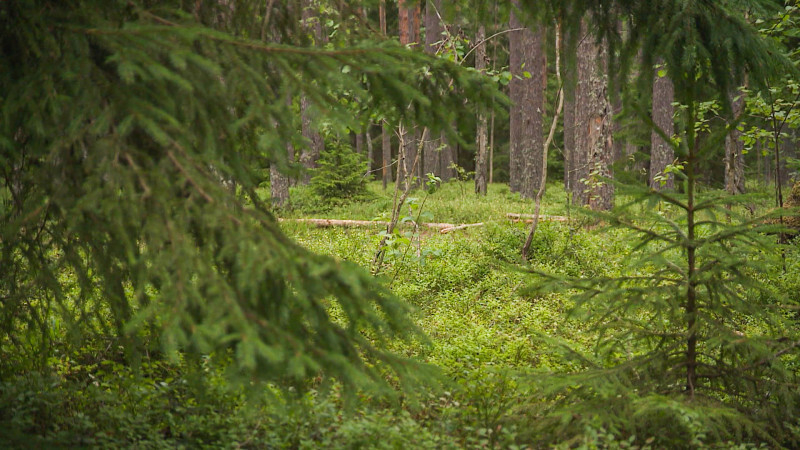В петербургских лесах в этом году не произошло ни одного природного пожара