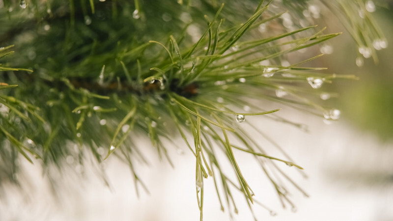 Петербуржцам рассказали, как легально срубить живую елку к Новому году