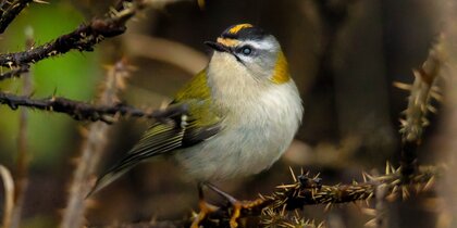 � ���������� ����� �������� �����, ������� �� ������ � XIX ����