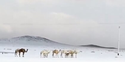 ������ �������: ���� ����� � �������� � ����� ���������� ������