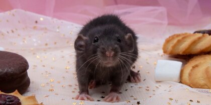 ��� �������� � �����: � ���������� ����� ���������� ����������� ������������ ����