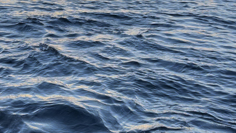 В Приморском океанариуме впервые вырастили потомство морских коньков