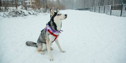 � ���������������� ����������, ��� �������� ���� ����� �� ���������