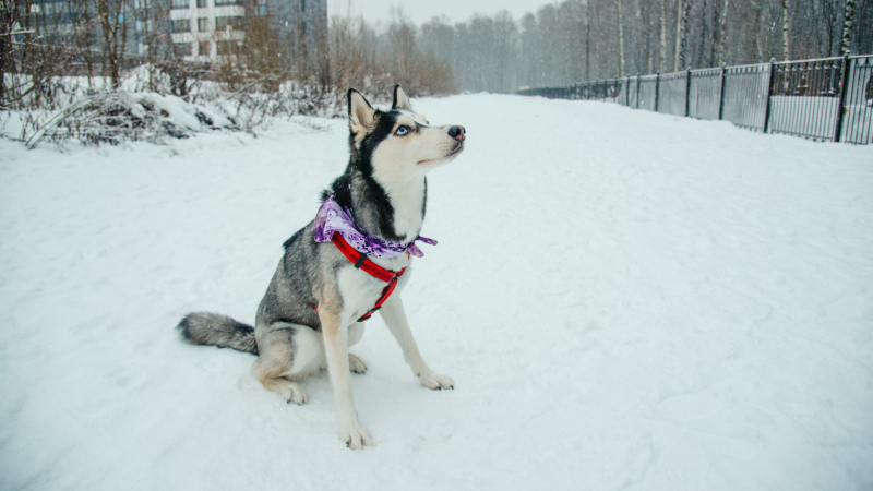 В Роспотребнадзоре рассказали, как защитить лапы собак от реагентов