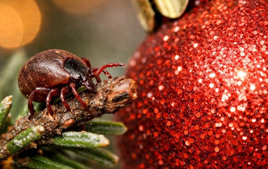 Тля, а не клещи: Metro узнало, стоит ли опасаться насекомых в новогодних ёлках