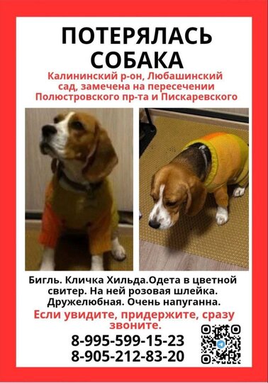 В Калининском районе потерялась собака