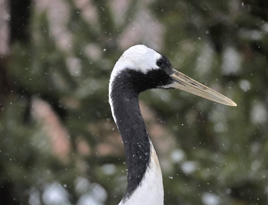 Ленинградский зоопарк закроется 12 января на санитарный день