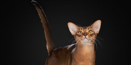 ���������� ��������� ��������� ������� ������� ����� WCF 2025 ����