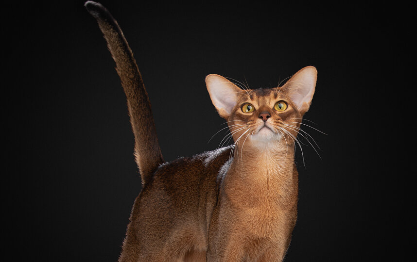 Российский абиссинец возглавил мировой рейтинг кошек WCF 2025 года