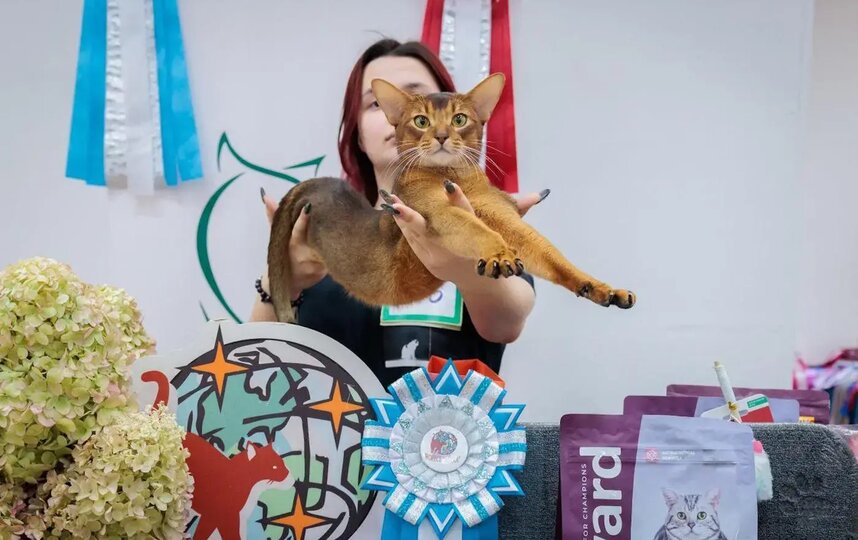 �������, ������, ��������������� ���� � ��������, ������� ������������ �� � ����� ������ ��������, &ndash; ��� �������� ����������.