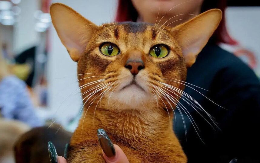 Самый красивый кот в мире живёт в Москве: как абиссинец Далмоша стал звездой